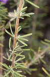 False rosemary